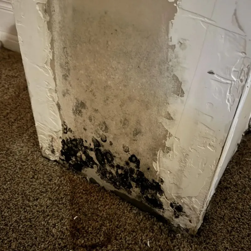Professional Mold Removal in Fort Thompson, SD